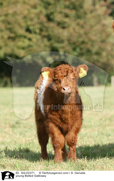 junges Belted Galloway / young Belted Galloway / SG-02371