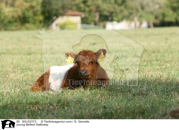 junges Belted Galloway / young Belted Galloway / SG-02373