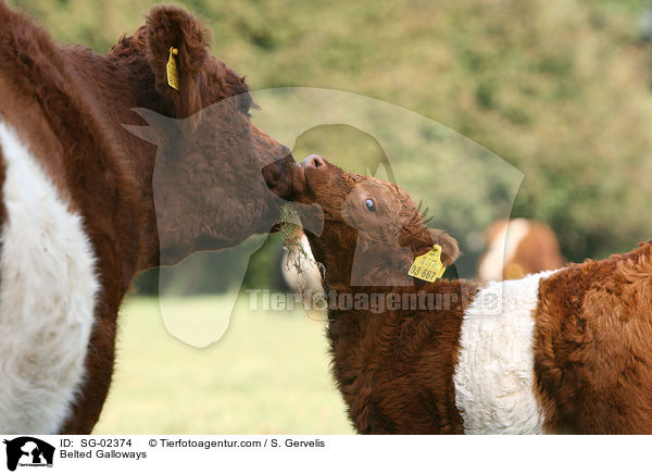 Belted Galloways / Belted Galloways / SG-02374