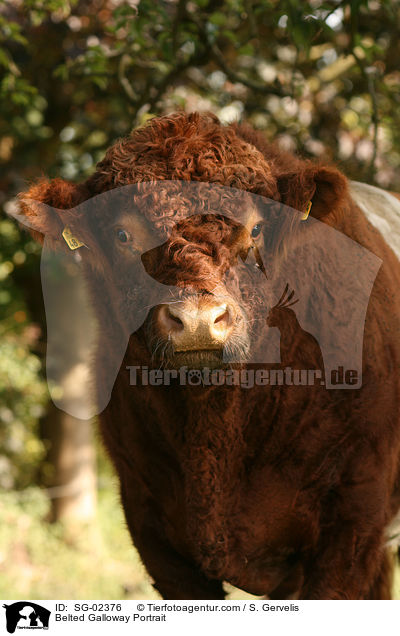 Belted Galloway Portrait / SG-02376