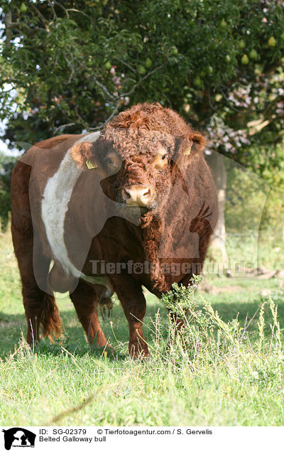 Belted Galloway bull / SG-02379