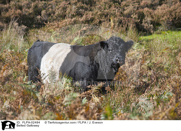 Belted Galloway / Belted Galloway / FLPA-02484