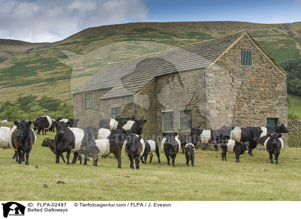 Belted Galloways / Belted Galloways / FLPA-02487