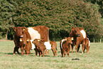 Belted Galloways