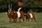 young Belted Galloways