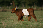 young Belted Galloway