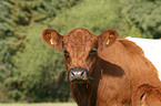 Belted Galloway Portrait