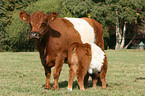 Belted Galloways