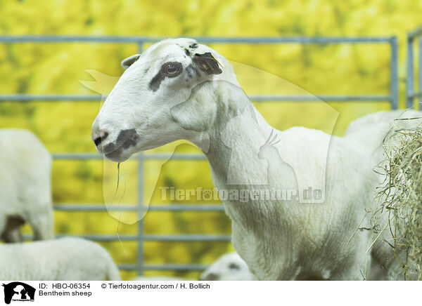 Bentheimer Landschaf / Bentheim sheep / HBO-06354