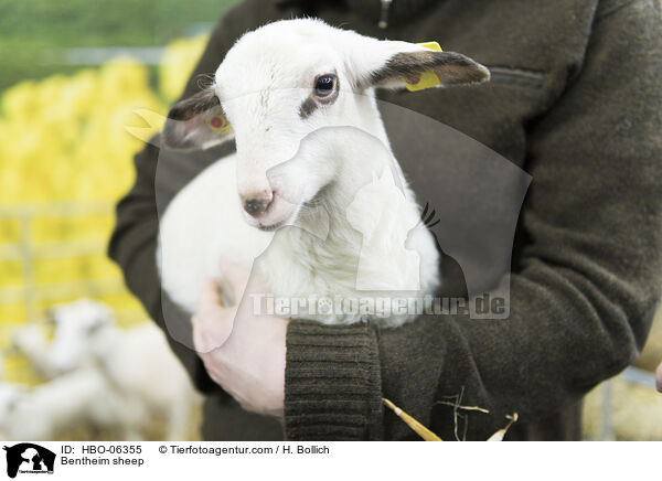 Bentheimer Landschaf / Bentheim sheep / HBO-06355