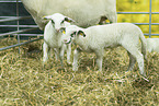 Bentheim sheeps