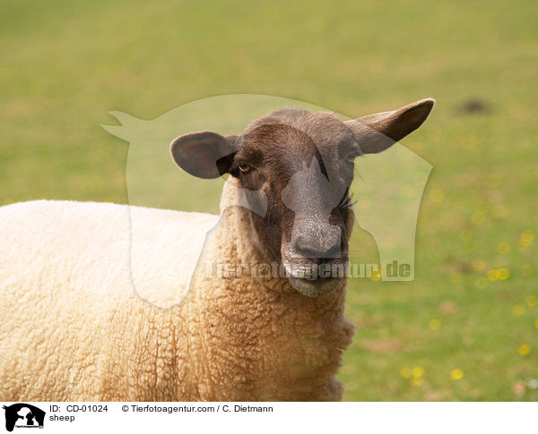 Schwarzkopfschaf / sheep / CD-01024