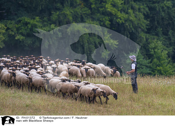 Mann mit Schwarzkopfschafe / man with Blackface Sheeps / FH-01372