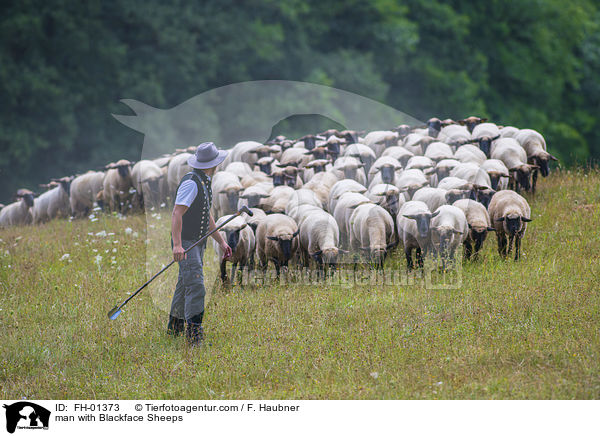 man with Blackface Sheeps / FH-01373