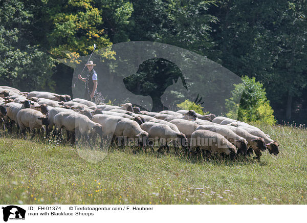 Mann mit Schwarzkopfschafe / man with Blackface Sheeps / FH-01374