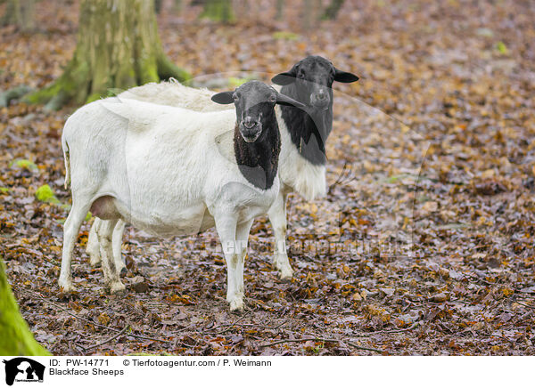 Schwarzkopfschafe / Blackface Sheeps / PW-14771