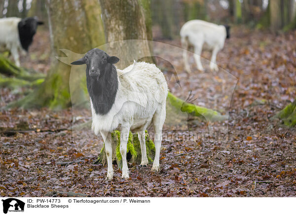 Schwarzkopfschafe / Blackface Sheeps / PW-14773