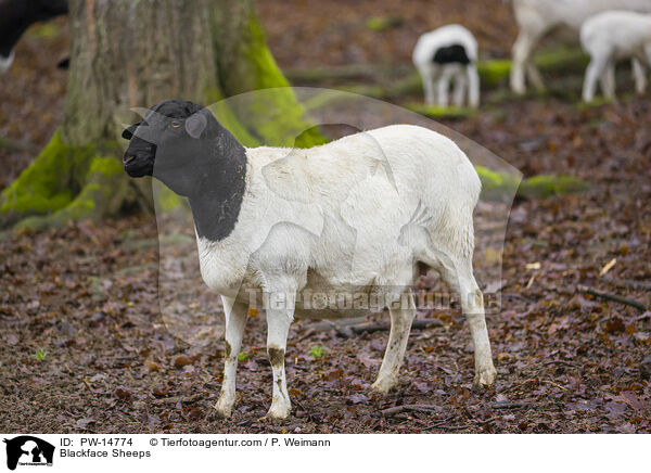 Blackface Sheeps / PW-14774