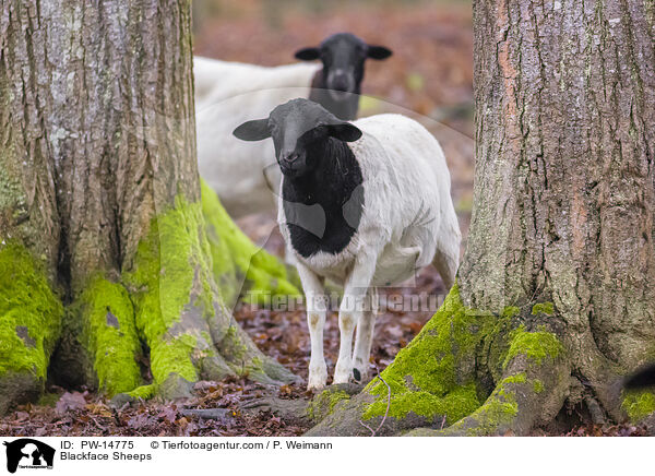 Schwarzkopfschafe / Blackface Sheeps / PW-14775