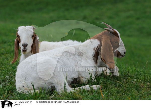 goats / DMS-05444