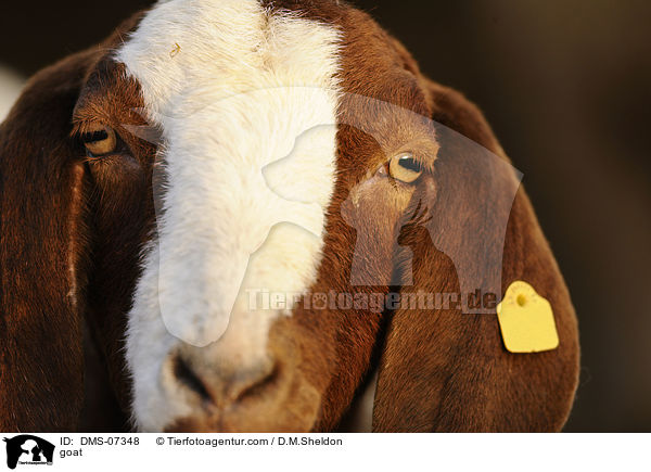 Burenziege / goat / DMS-07348