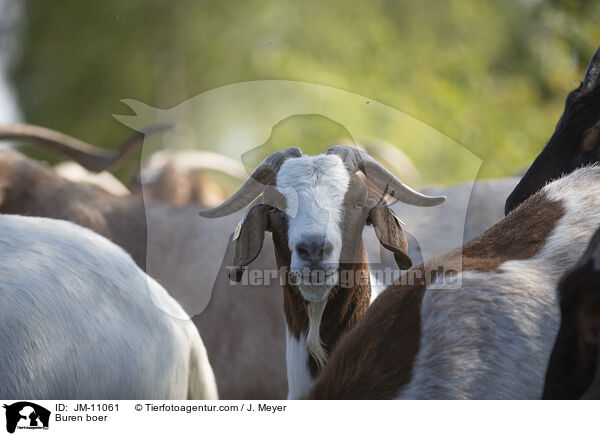 Burenziegen / Buren boer / JM-11061