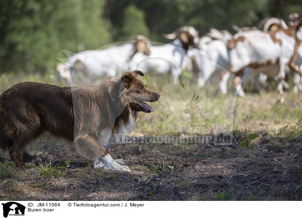 Burenziegen / Buren boer / JM-11064
