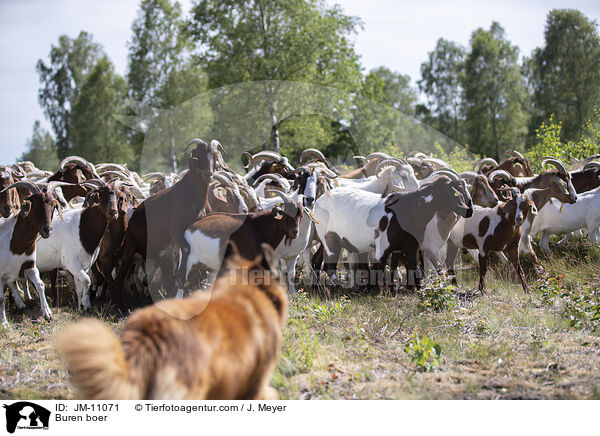 Burenziegen / Buren boer / JM-11071