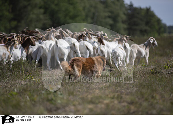 Burenziegen / Buren boer / JM-11076