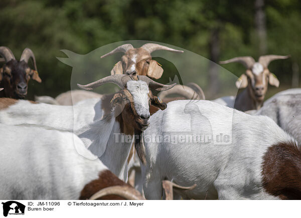 Burenziegen / Buren boer / JM-11096