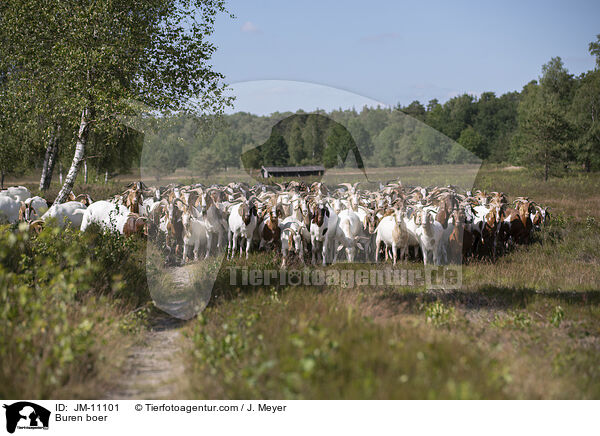 Burenziegen / Buren boer / JM-11101