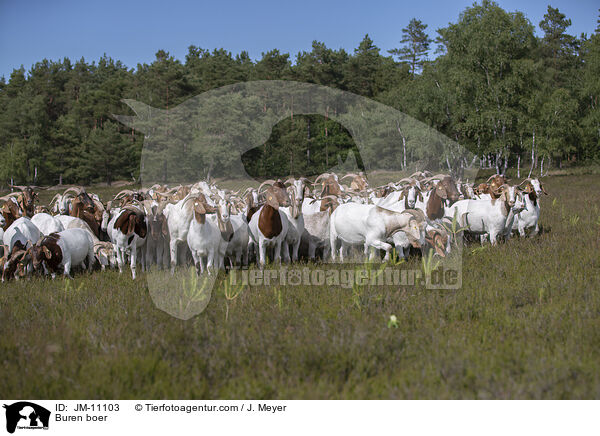 Burenziegen / Buren boer / JM-11103