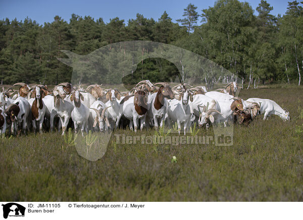 Burenziegen / Buren boer / JM-11105