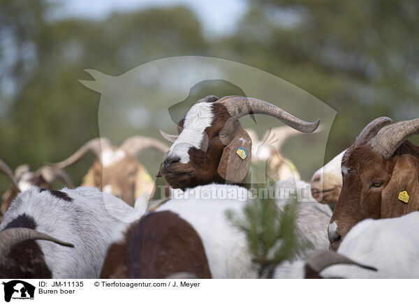 Burenziegen / Buren boer / JM-11135