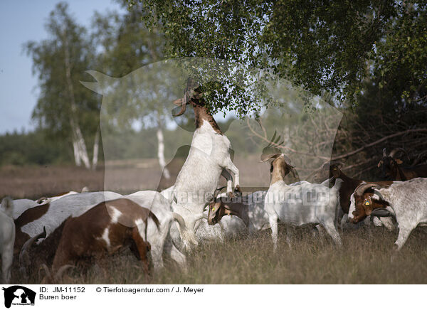 Burenziegen / Buren boer / JM-11152