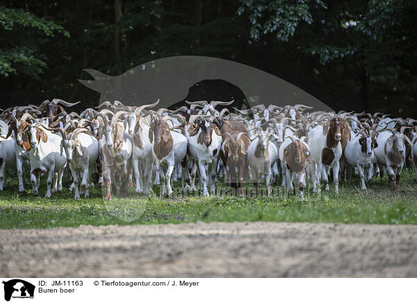 Burenziegen / Buren boer / JM-11163