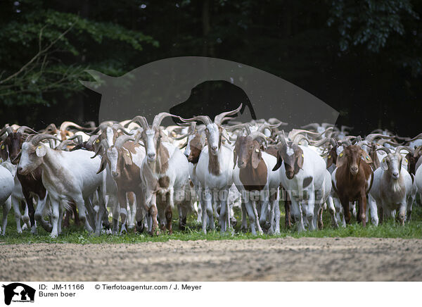 Burenziegen / Buren boer / JM-11166