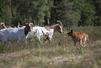 Buren boer