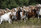 Buren boer