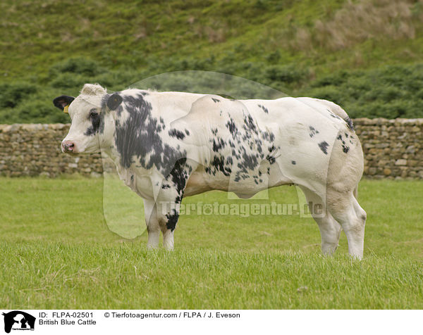British Blue Cattle / FLPA-02501