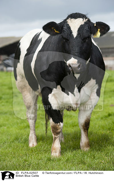 British Blue Cattle / FLPA-02507