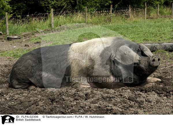 Britisches Sattelschwein / British Saddleback / FLPA-02306