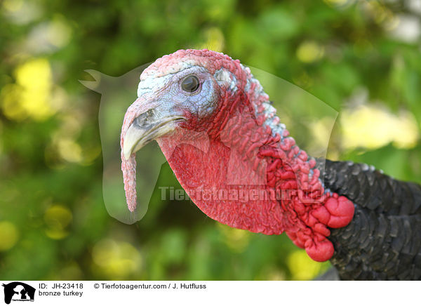 bronze turkey / JH-23418