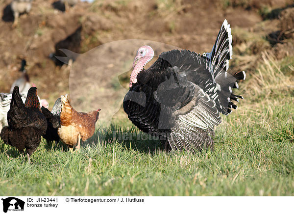 Bronze-Truthahn / bronze turkey / JH-23441