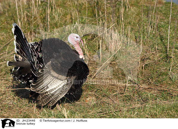 bronze turkey / JH-23446