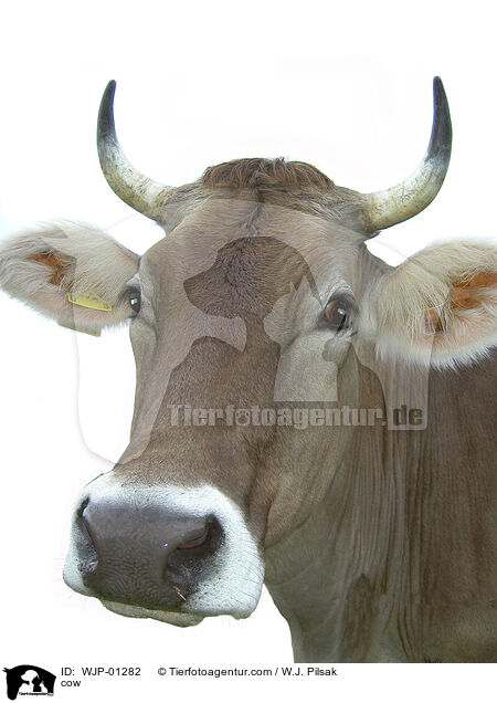 Allguer Braunvieh / cow / WJP-01282