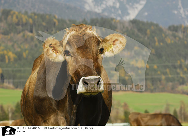 Braunvieh / cattle / SST-04615