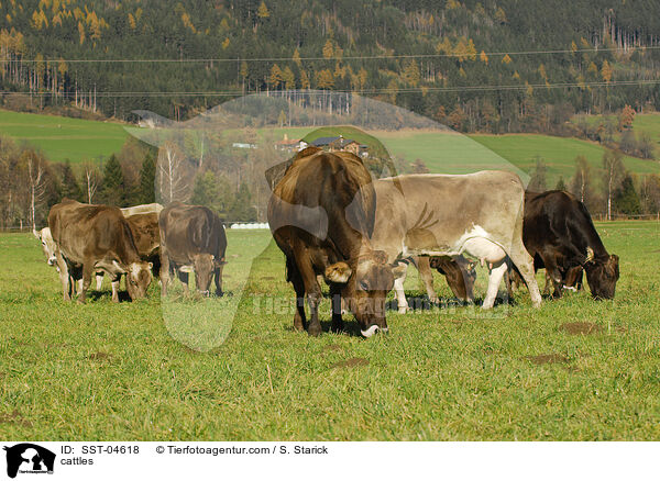 Braunvieh / cattles / SST-04618