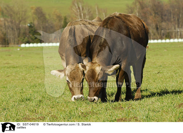 Braunvieh / cattles / SST-04619