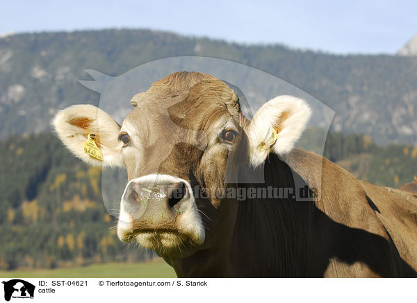 Braunvieh / cattle / SST-04621